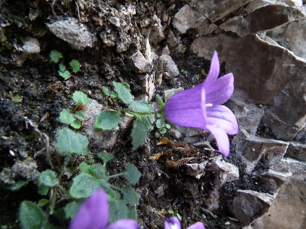 Campanula morettiana / Campanula di Moretti